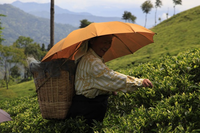 Start of the “second flush” harvest in Darjeeling