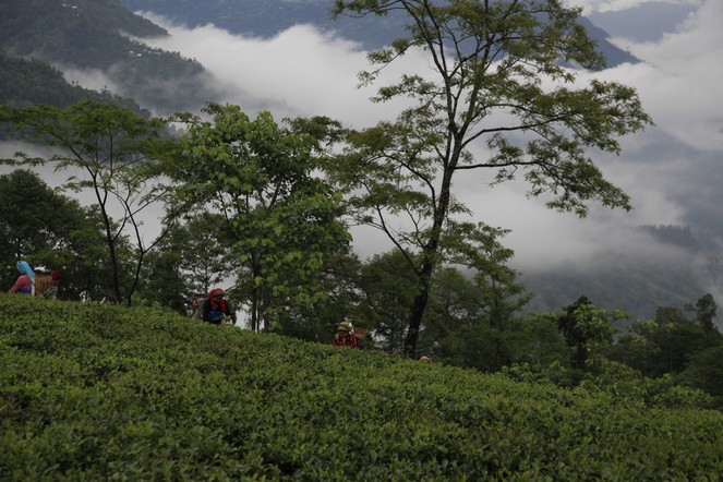 Rain in Darjeeling