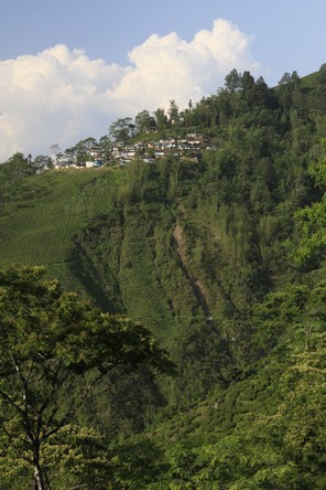 The steep slopes of Darjeeling