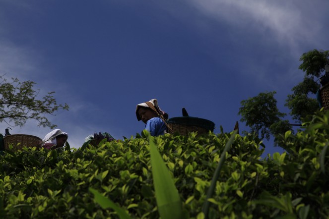 Big blue sky above the tea plants Big blue sky above the tea plants