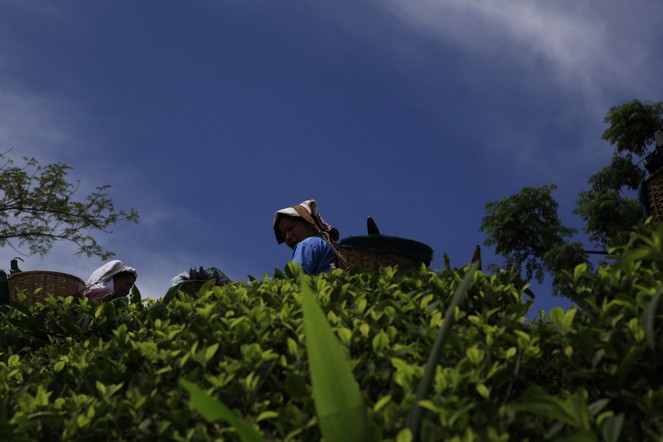 Big blue sky above the tea plants