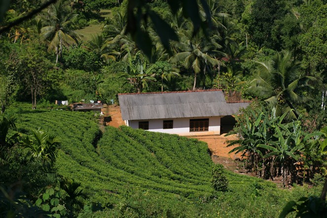 Small plantation in the south of Sri Lanka