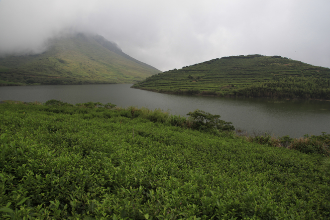 A very special tea plantation