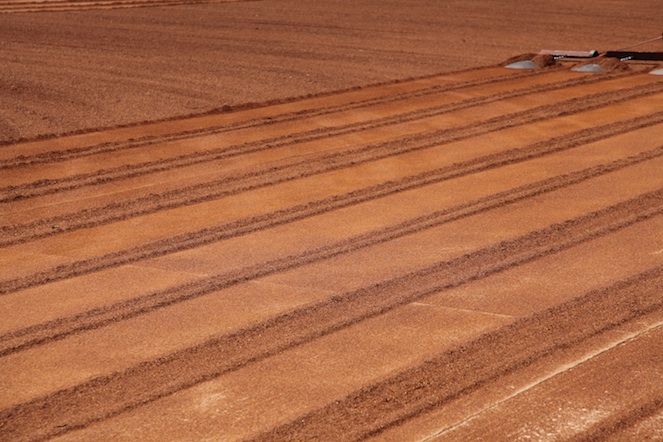 The autumn colours of rooibos