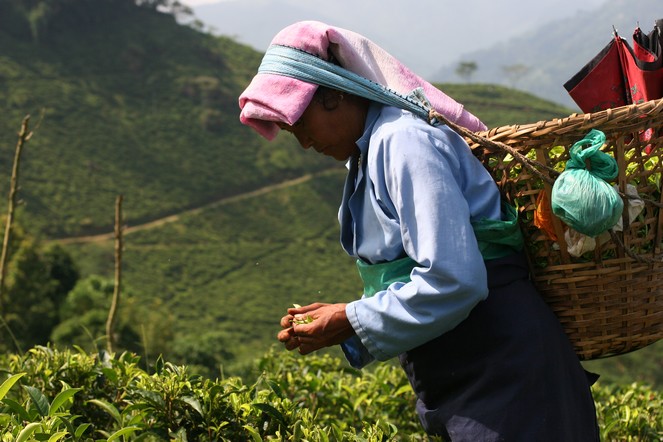 Teas from the Margaret’s Hope garden