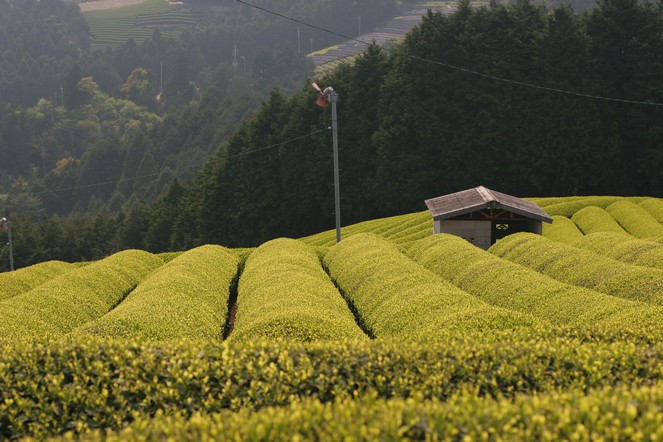 Strange shapes in the Japanese tea fields