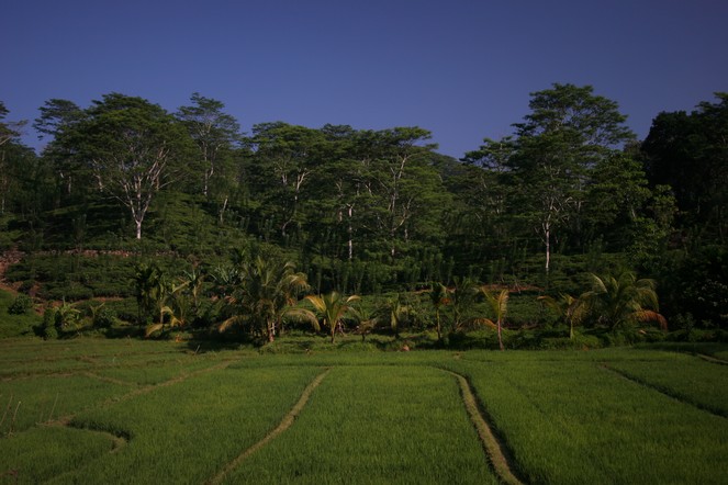 Evocative tea plantations