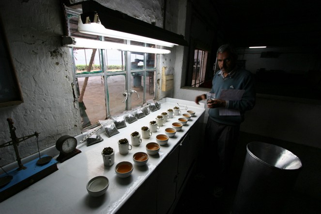 Tasting third-flush Darjeelings