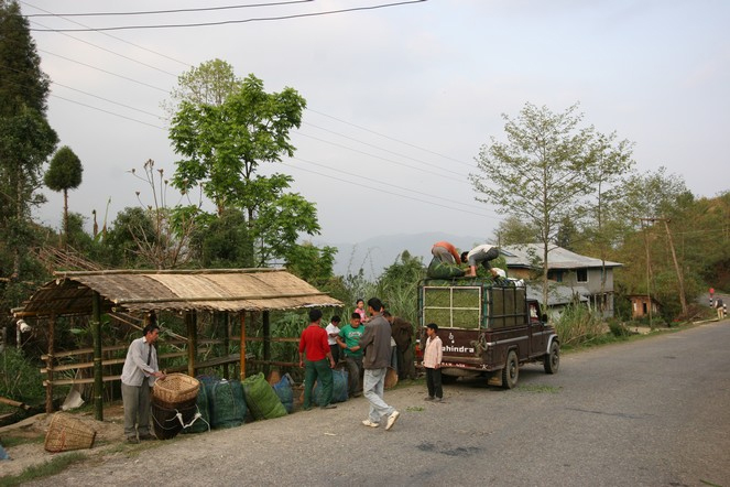 Small-scale tea producers in Sri Lanka