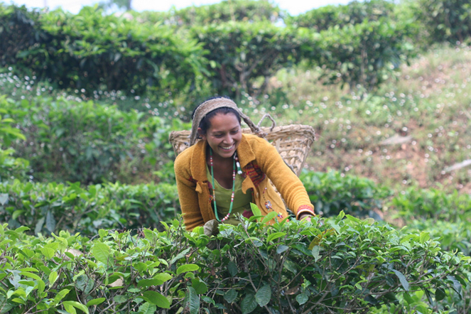 The first selections of first-flush Darjeelings