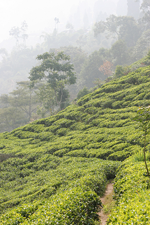 Some good news from Darjeeling despite the unfavourable weather