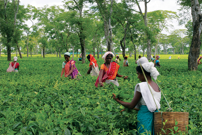 The teas and landscapes of Assam: an incredible contrast