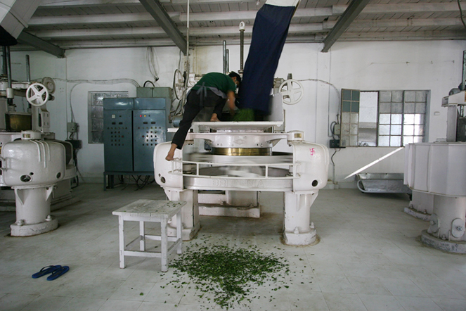 Rolling Darjeeling leaves