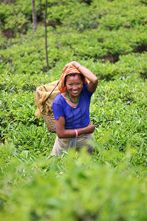 Smiling tea pluckers