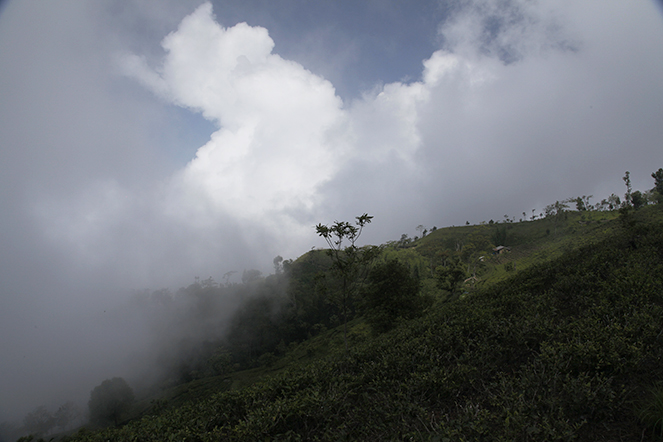 Himalayan mist