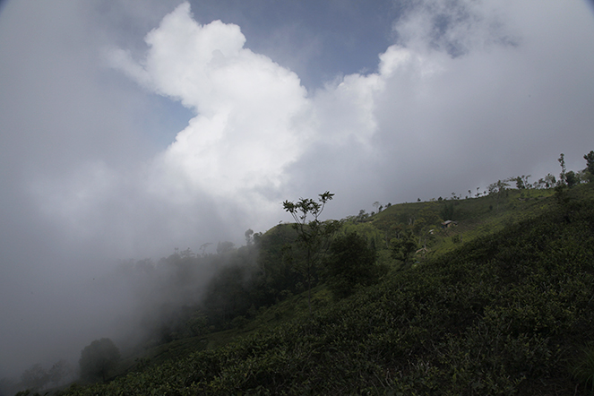 Himalayan mist Himalayan mist