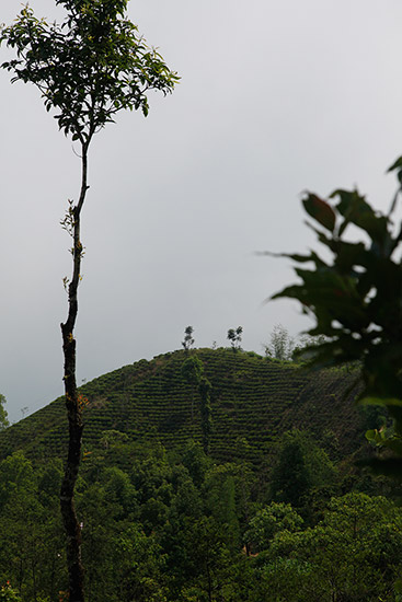 Nepal is leading the way in new teas