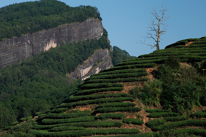 Rock tea: a mysterious name