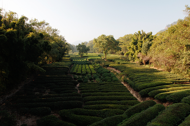 The incredible variety of teas in Fujian