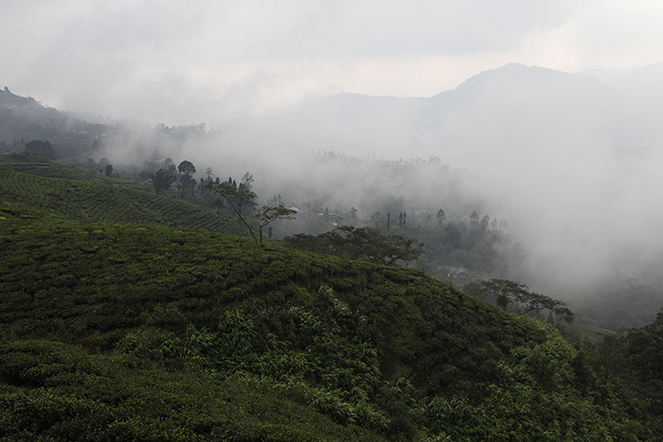 News of the first-flush Darjeelings