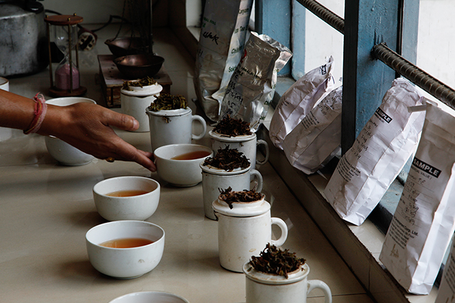 Tasting the spring teas