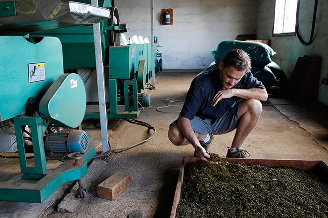 Alex, pioneer of “grand cru” teas from Malawi