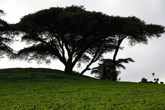 Tea plants shaded by trees