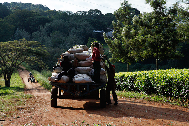 Transporting freshly harvested tea: a crucial stage