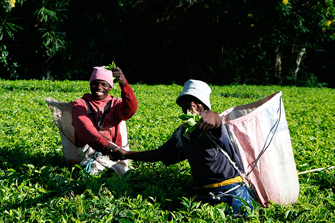 Delicious, fairly traded teas