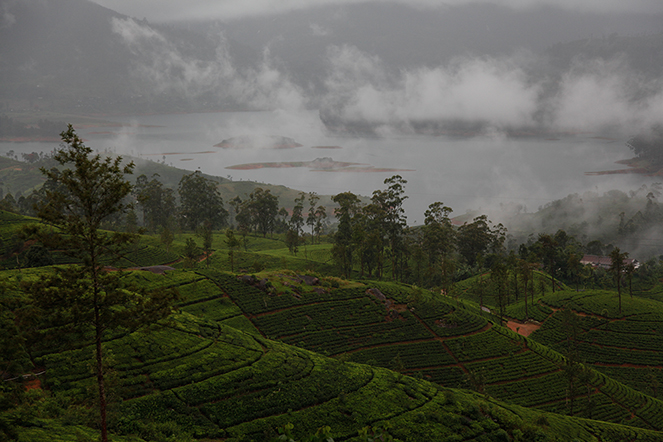 A tea field in Sri Lanka