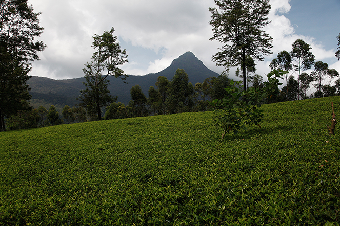 Adam’s Peak