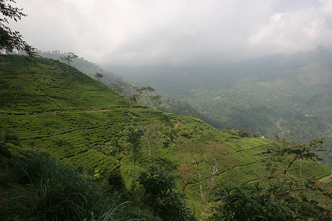 Darjeeling: a tea that should not be bought blindly