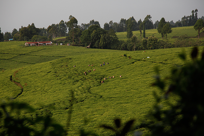 Tea from the slopes of Mount Kenya