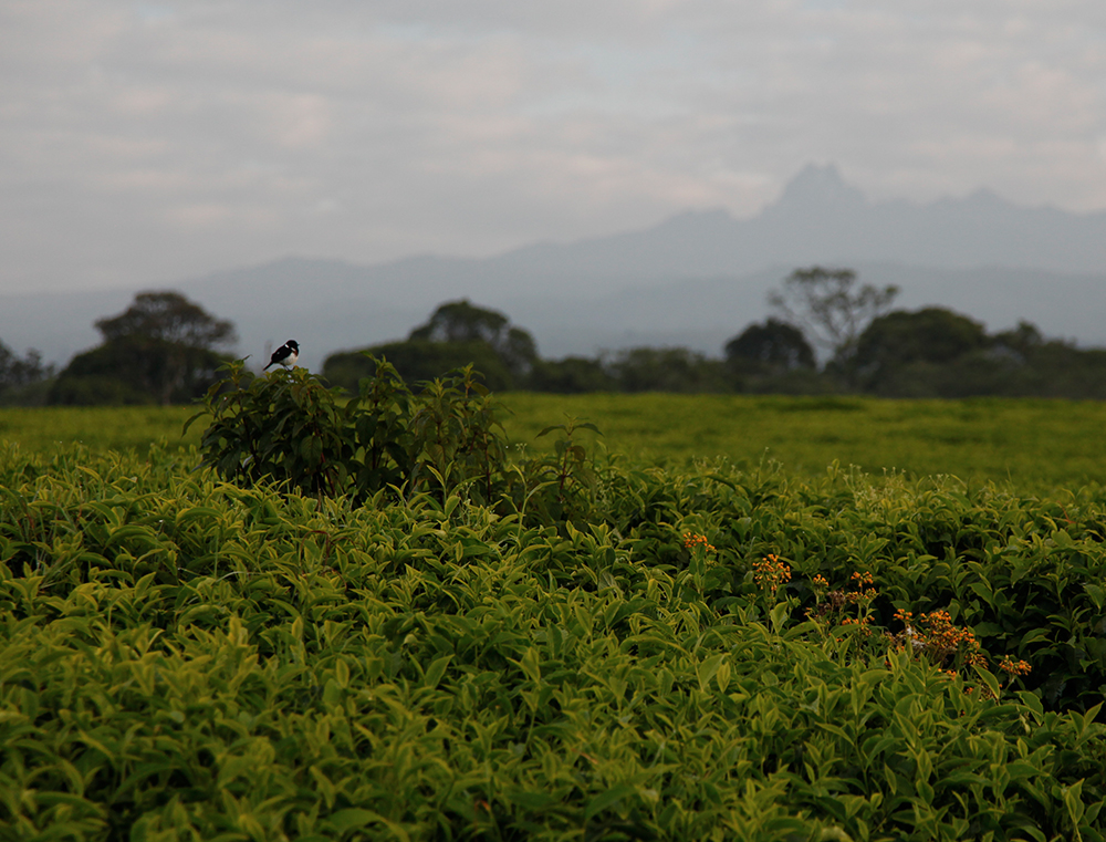 A tea plantation in Kenya