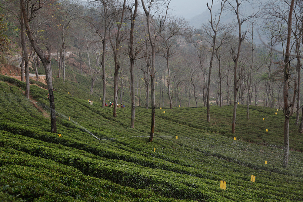 The microclimate of Darjeeling plantations