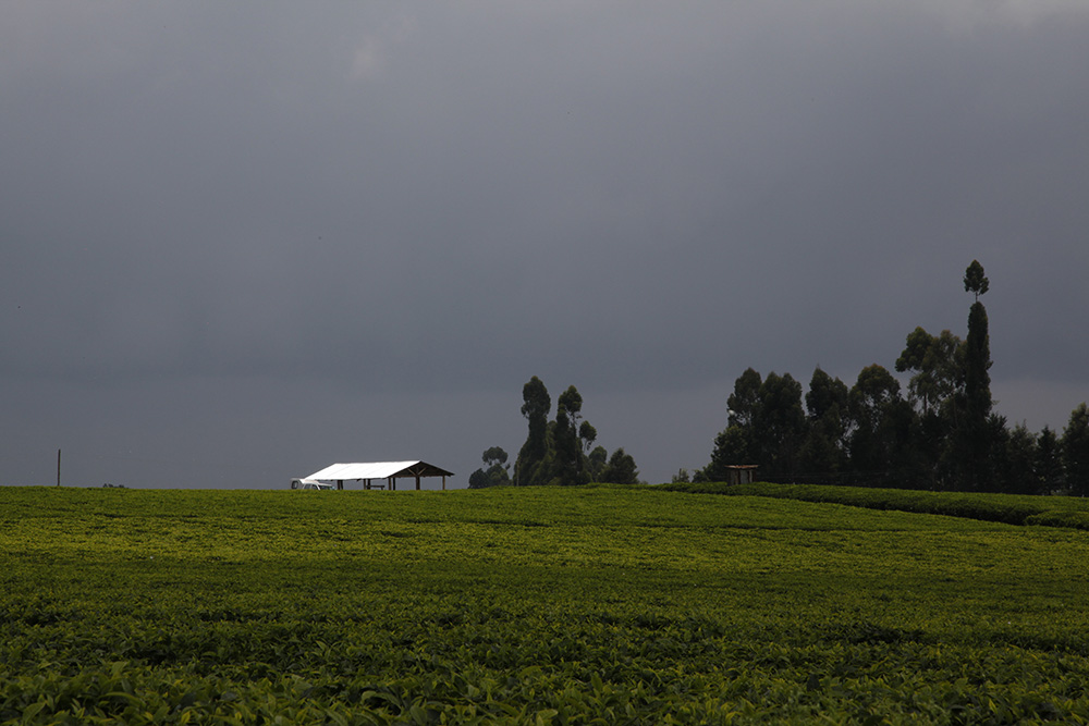 Tea leaves under a shelter