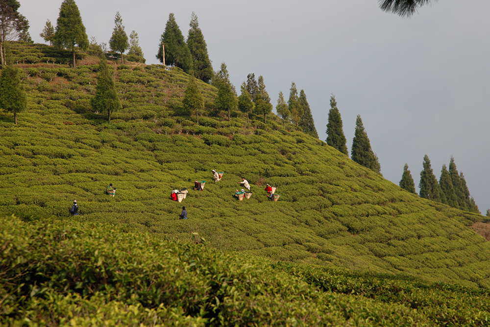 Darjeeling teas and Nepalese teas: two schools