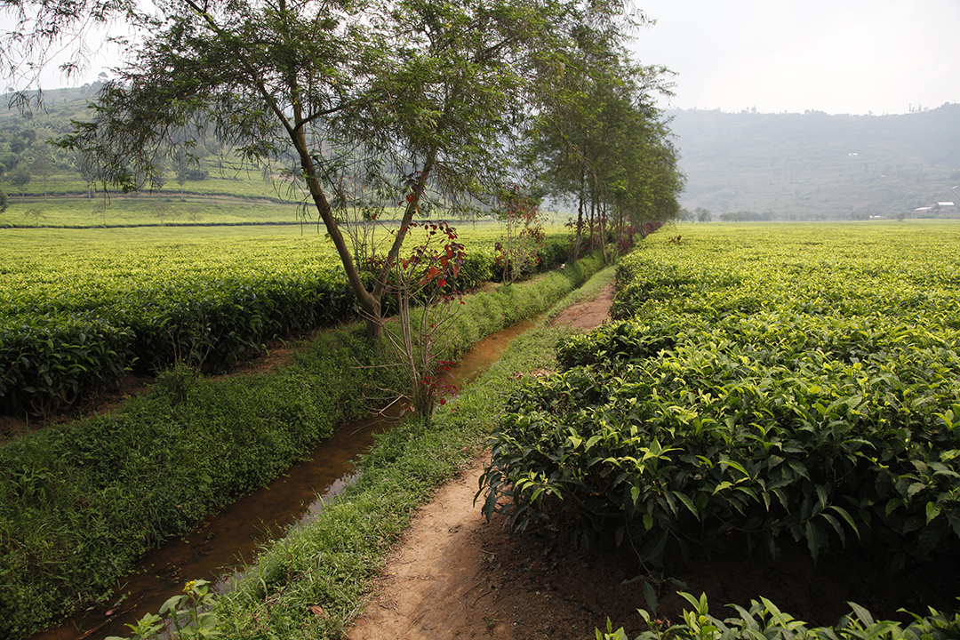 Irrigation and drainage on flat land