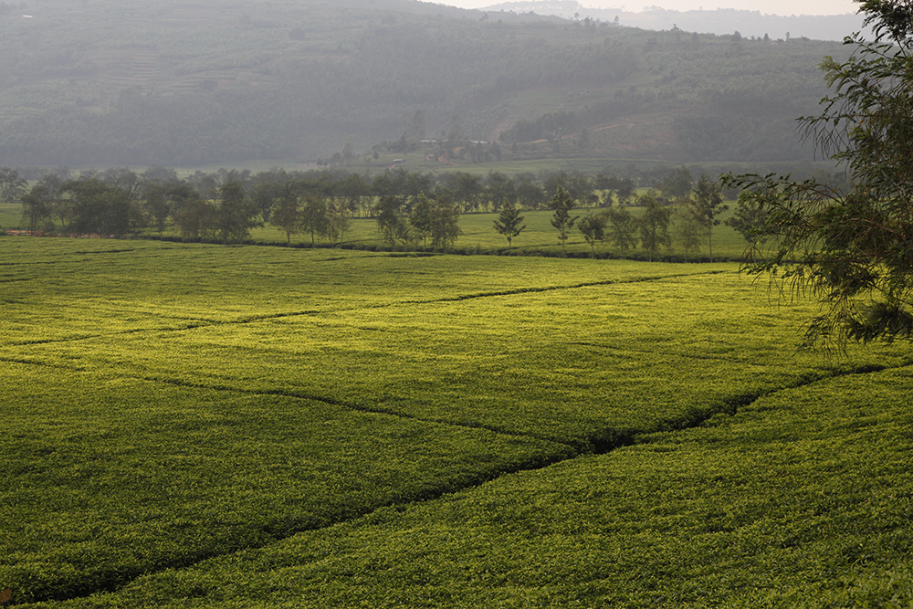 Rwanda: magnificent landscapes, unusual plantations