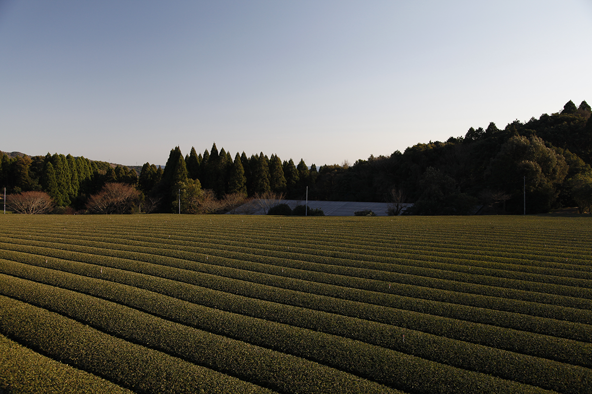 In Japan, tea is harvested three or four times a year