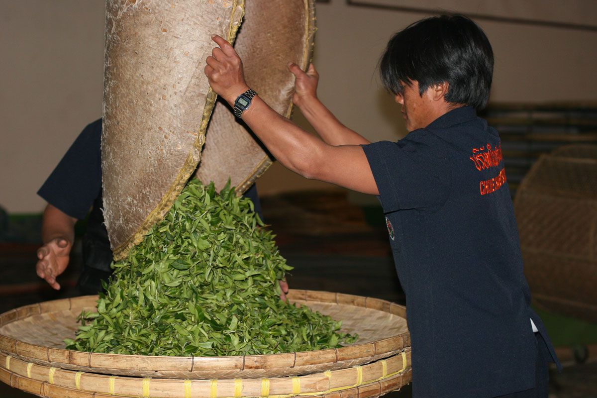 Teas steeped in history, in northern Thailand