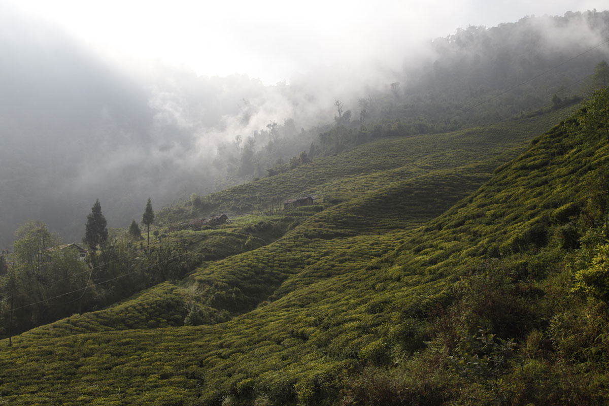 Good Nepalese teas annoy Darjeeling producers