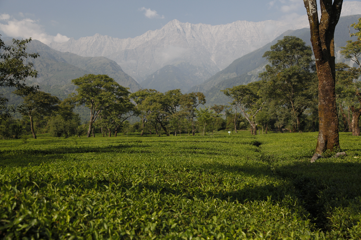 Fine teas in the foothills of the Dhauladhar Mountains