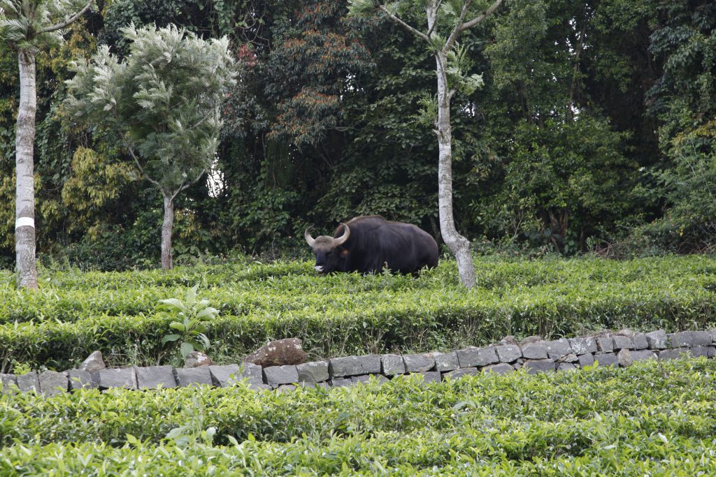 The gaur: an effective weeder