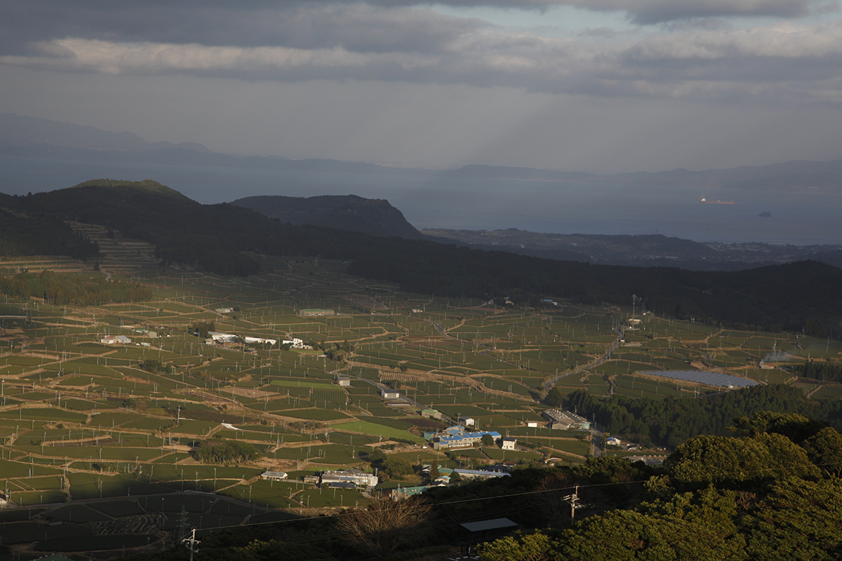 Tea fields spiked with fans