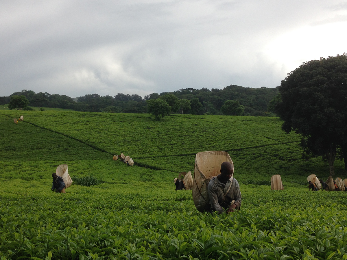 Teas worth seeking out