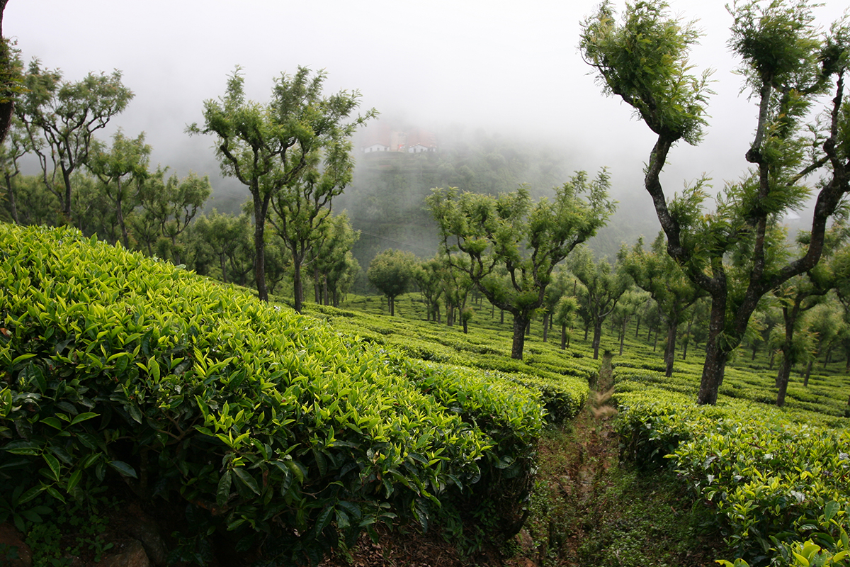 A refreshing mist A refreshing mist