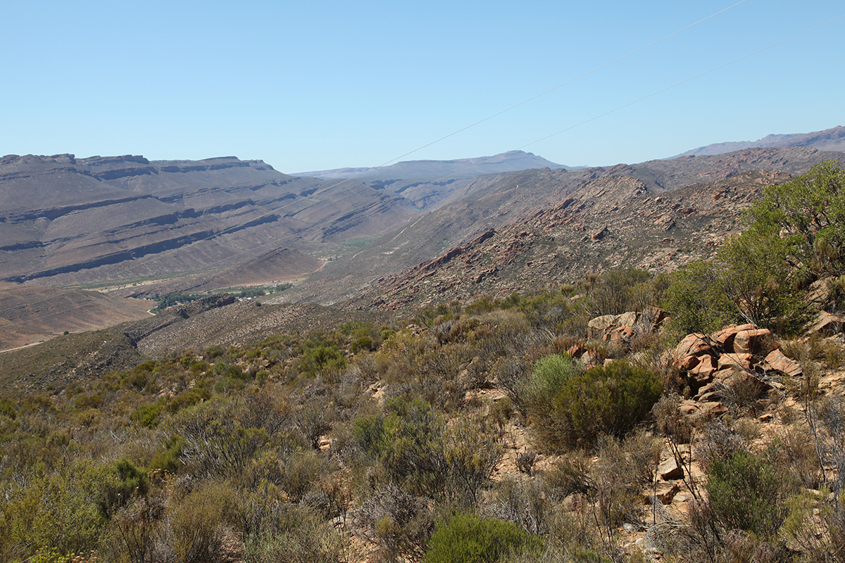 Rooibos, a recent crop