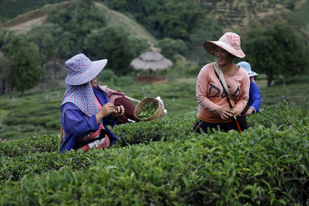 The faces behind your favourite teas