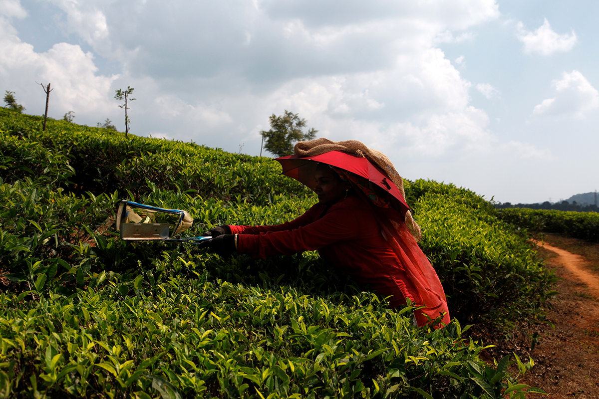 Tea is not always harvested by hand